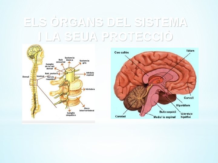 ELS ÒRGANS DEL SISTEMA I LA SEUA PROTECCIÒ 