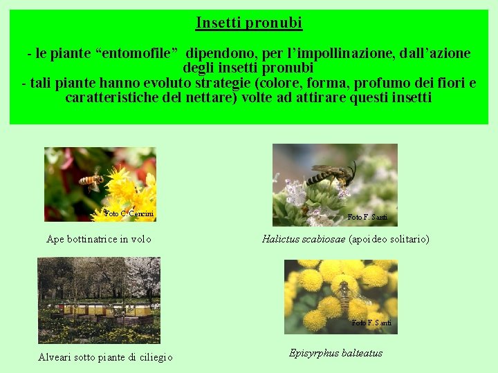 Insetti pronubi - le piante “entomofile” dipendono, per l’impollinazione, dall’azione degli insetti pronubi -