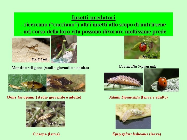 Insetti predatori - ricercano (“cacciano”) altri insetti allo scopo di nutrirsene - nel corso