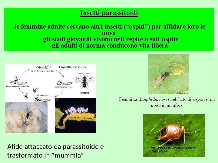 Insetti parassitoidi -le femmine adulte cercano altri insetti (“ospiti”) per affidare loro le uova