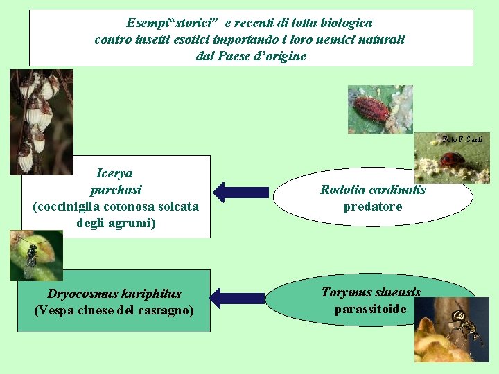 Esempi“storici” e recenti di lotta biologica contro insetti esotici importando i loro nemici naturali