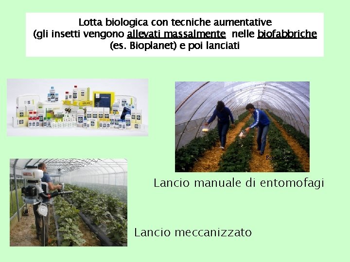 Lotta biologica con tecniche aumentative (gli insetti vengono allevati massalmente nelle biofabbriche (es. Bioplanet)