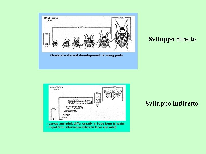 Sviluppo diretto Sviluppo indiretto 
