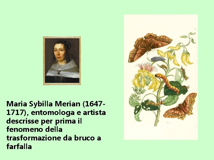 Maria Sybilla Merian (16471717), entomologa e artista descrisse per prima il fenomeno della trasformazione