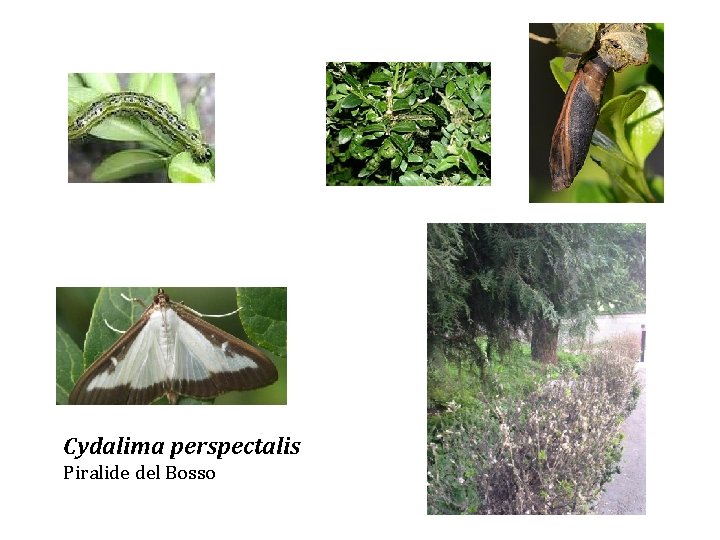 Cydalima perspectalis Piralide del Bosso 