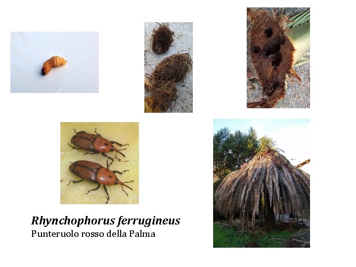 Rhynchophorus ferrugineus Punteruolo rosso della Palma 