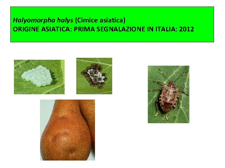 Halyomorpha halys (Cimice asiatica) ORIGINE ASIATICA: PRIMA SEGNALAZIONE IN ITALIA: 2012 