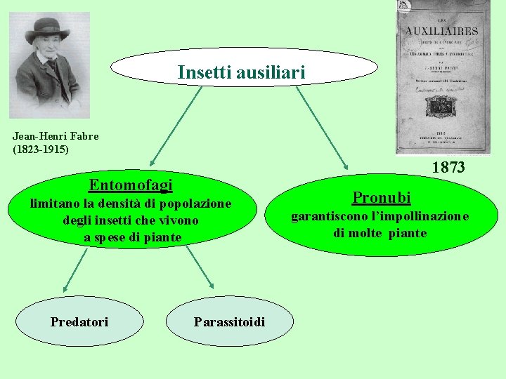 Insetti ausiliari Jean-Henri Fabre (1823 -1915) 1873 Entomofagi limitano la densità di popolazione degli