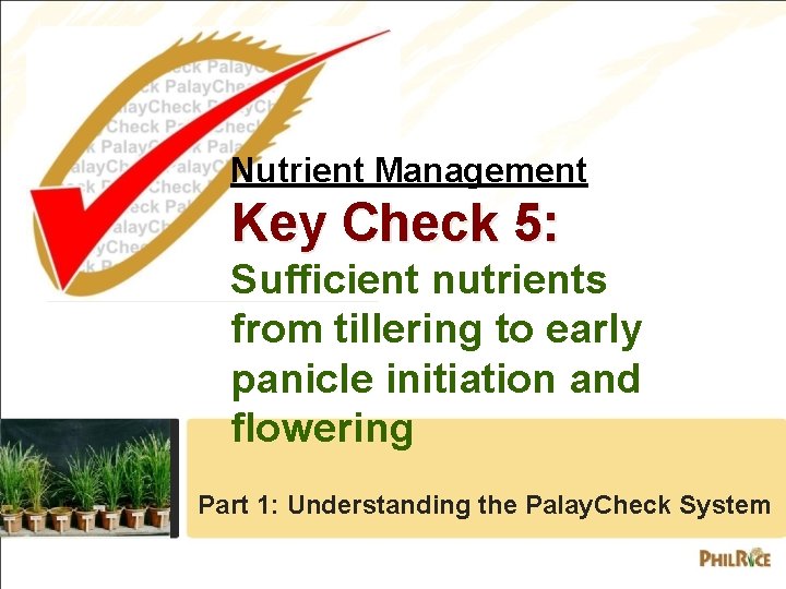 Nutrient Management Key Check 5: Sufficient nutrients from tillering to early panicle initiation and