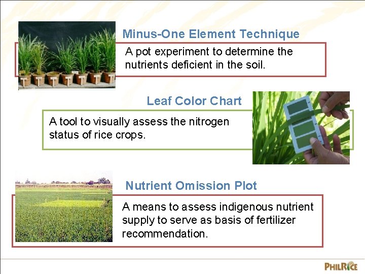 Minus-One Element Technique A pot experiment to determine the nutrients deficient in the soil.