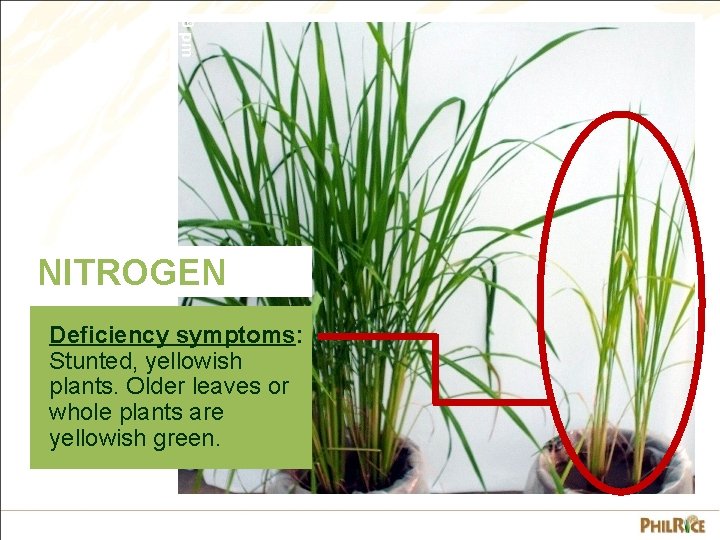 NITROGEN Deficiency symptoms: Stunted, yellowish plants. Older leaves or whole plants are yellowish green.