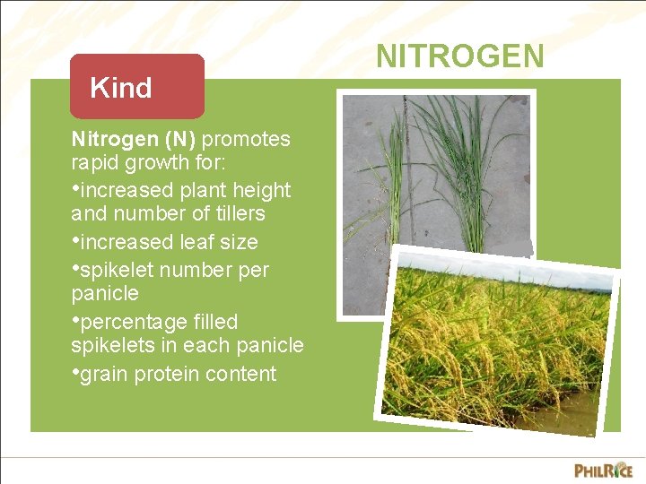 Kind Nitrogen (N) promotes rapid growth for: • increased plant height and number of