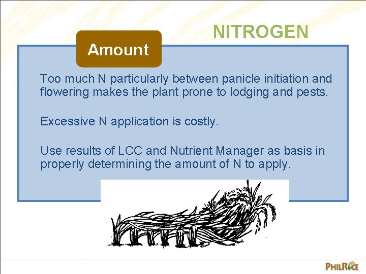 Amount NITROGEN Too much N particularly between panicle initiation and flowering makes the plant