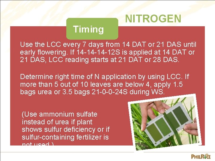 Timing NITROGEN Use the LCC every 7 days from 14 DAT or 21 DAS