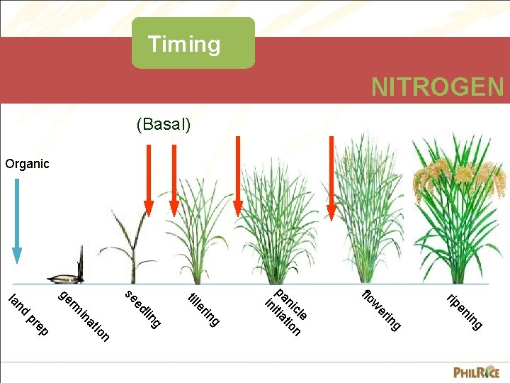 Timing NITROGEN (Basal) Organic g in en rip g in er w flo e