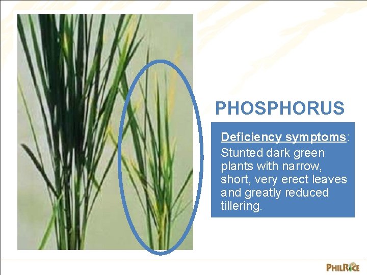 PHOSPHORUS Deficiency symptoms: Stunted dark green plants with narrow, short, very erect leaves and