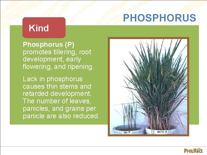 Kind Phosphorus (P) promotes tillering, root development, early flowering, and ripening. Lack in phosphorus