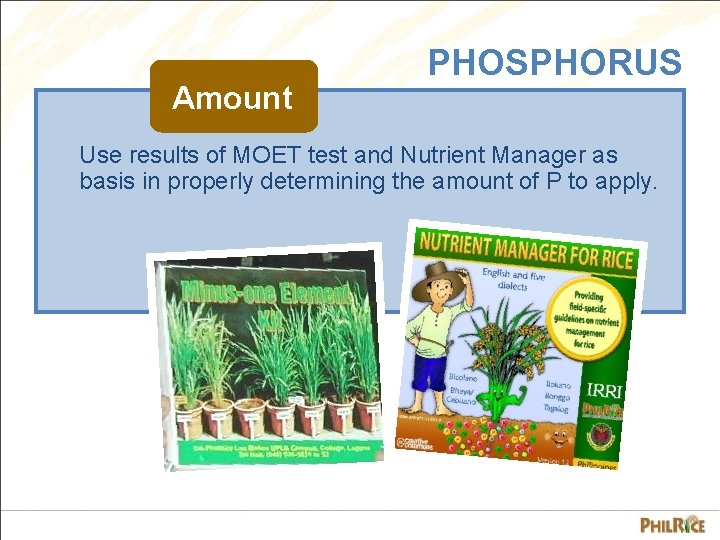 Amount PHOSPHORUS Use results of MOET test and Nutrient Manager as basis in properly