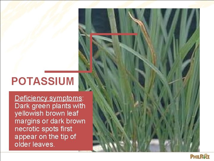 POTASSIUM Deficiency symptoms: Dark green plants with yellowish brown leaf margins or dark brown