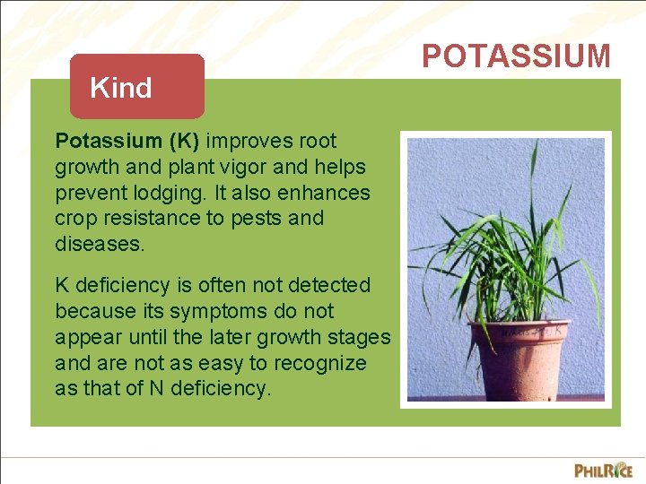 Kind Potassium (K) improves root growth and plant vigor and helps prevent lodging. It