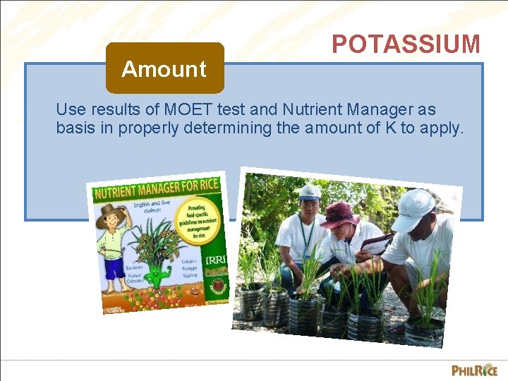 Amount POTASSIUM Use results of MOET test and Nutrient Manager as basis in properly