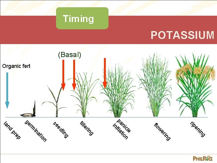 Timing POTASSIUM (Basal) Organic fert g in en rip g in er w flo