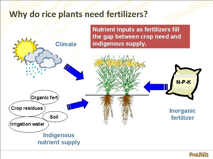 Why do rice plants need fertilizers? Climate Nutrient inputs as fertilizers fill the gap