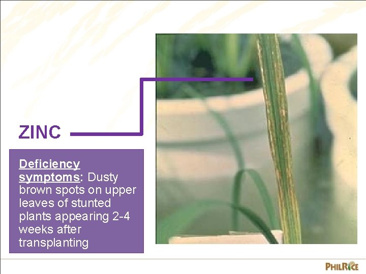 ZINC Deficiency symptoms: Dusty brown spots on upper leaves of stunted plants appearing 2