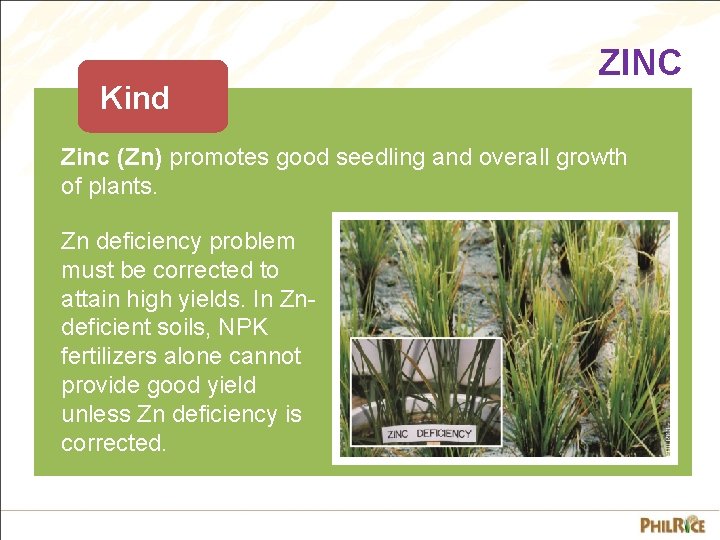 Kind ZINC Zinc (Zn) promotes good seedling and overall growth of plants. Zn deficiency