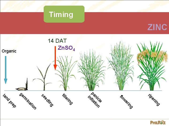 Timing ZINC 14 DAT Zn. SO 4 Organic g in en rip g in