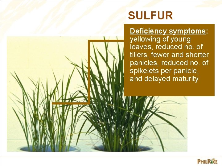 SULFUR Deficiency symptoms: yellowing of young leaves, reduced no. of tillers, fewer and shorter