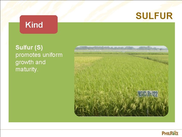 Kind Sulfur (S) promotes uniform growth and maturity. SULFUR 