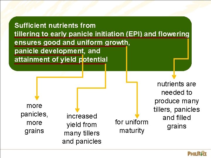 Sufficient nutrients from tillering to early panicle initiation (EPI) and flowering ensures good and