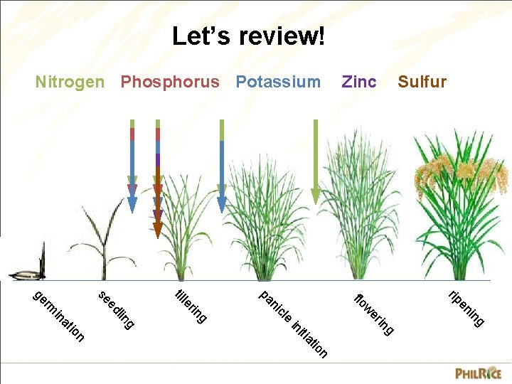 Let’s review! Sulfur Zinc Nitrogen Phosphorus Potassium g in en rip g n tio