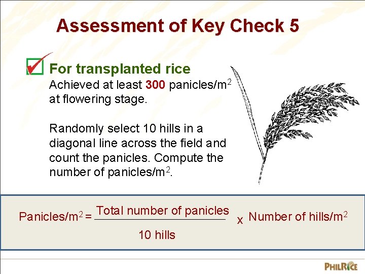 Assessment of Key Check 5 For transplanted rice Achieved at least 300 panicles/m 2