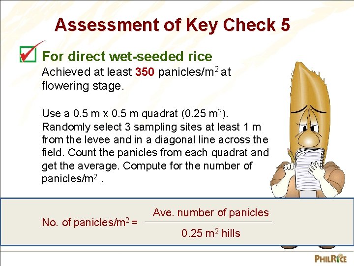 Assessment of Key Check 5 For direct wet-seeded rice Achieved at least 350 panicles/m