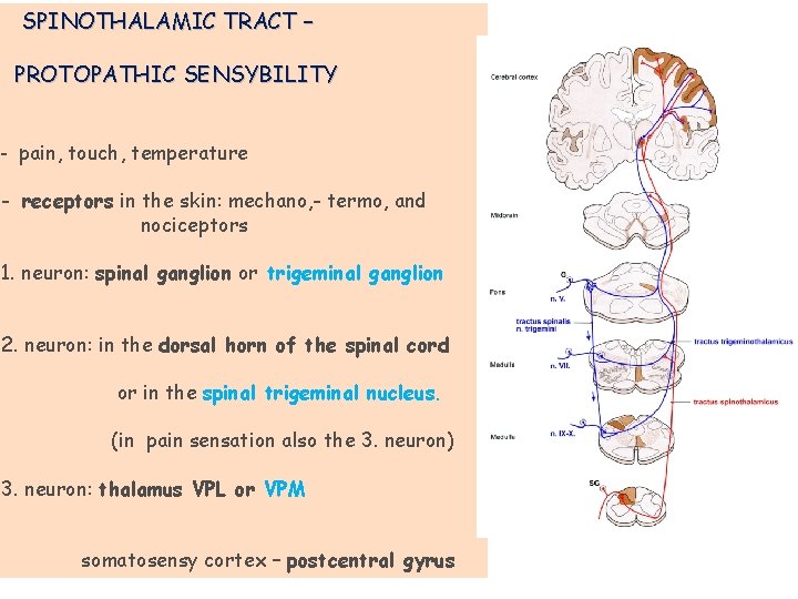 SPINOTHALAMIC TRACT – PROTOPATHIC SENSYBILITY - pain, touch, temperature - receptors in the skin: