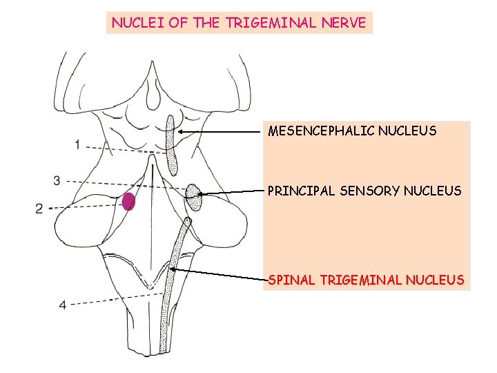 NUCLEI OF THE TRIGEMINAL NERVE MESENCEPHALIC NUCLEUS PRINCIPAL SENSORY NUCLEUS SPINAL TRIGEMINAL NUCLEUS 