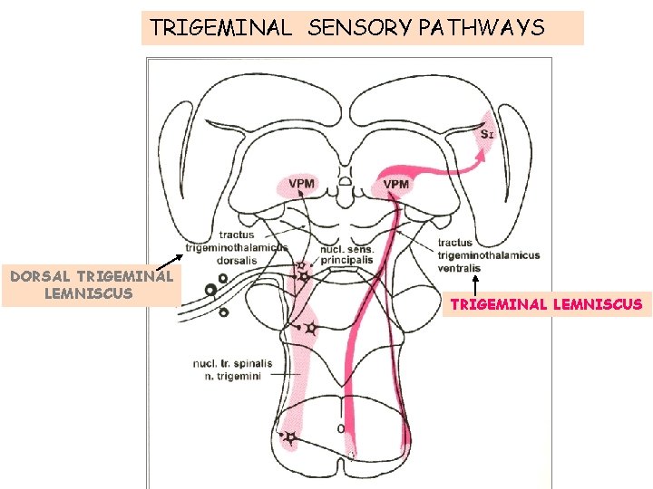 TRIGEMINAL SENSORY PATHWAYS DORSAL TRIGEMINAL LEMNISCUS 