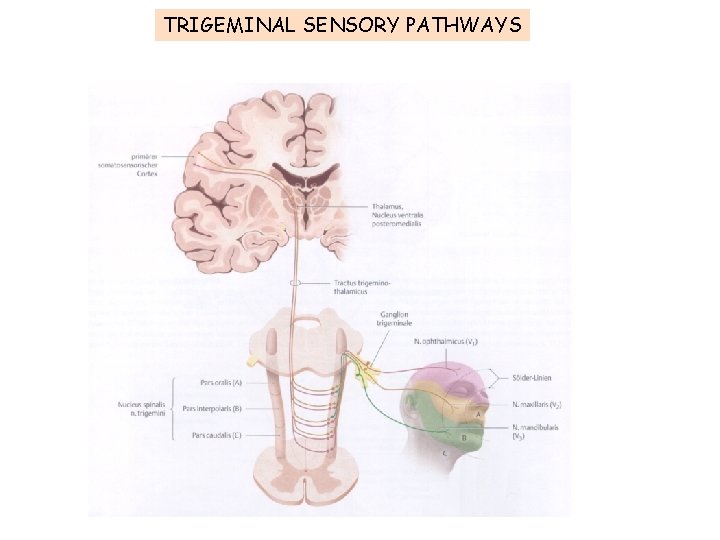 TRIGEMINAL SENSORY PATHWAYS 