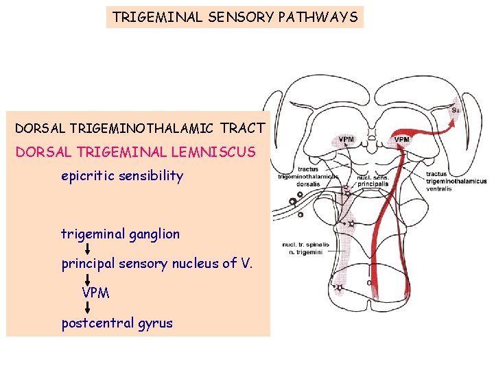 TRIGEMINAL SENSORY PATHWAYS DORSAL TRIGEMINOTHALAMIC TRACT DORSAL TRIGEMINAL LEMNISCUS epicritic sensibility trigeminal ganglion principal