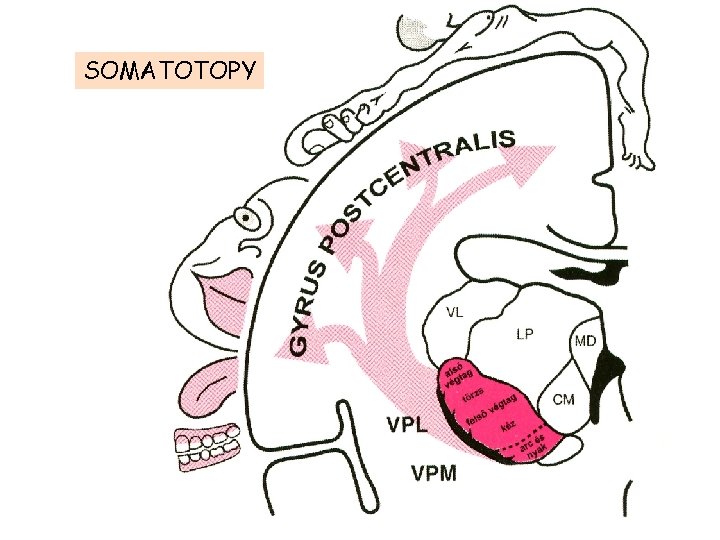 SOMATOTOPY 