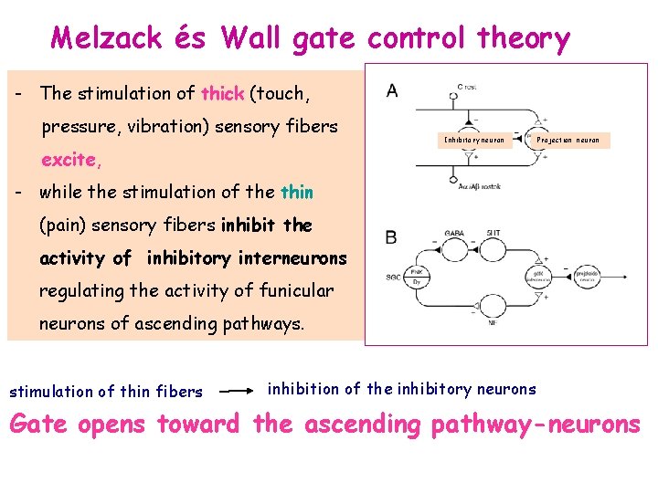 Melzack és Wall gate control theory - The stimulation of thick (touch, pressure, vibration)