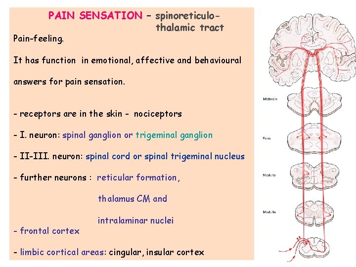 PAIN SENSATION – spinoreticulothalamic tract Pain-feeling. It has function in emotional, affective and behavioural