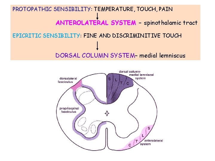 PROTOPATHIC SENSIBILITY: SENSIBILITY TEMPERATURE, TOUCH, PAIN ANTEROLATERAL SYSTEM – spinothalamic tract EPICRITIC SENSIBILITY: SENSIBILITY