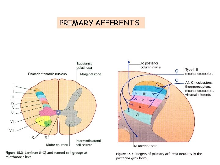 PRIMARY AFFERENTS 