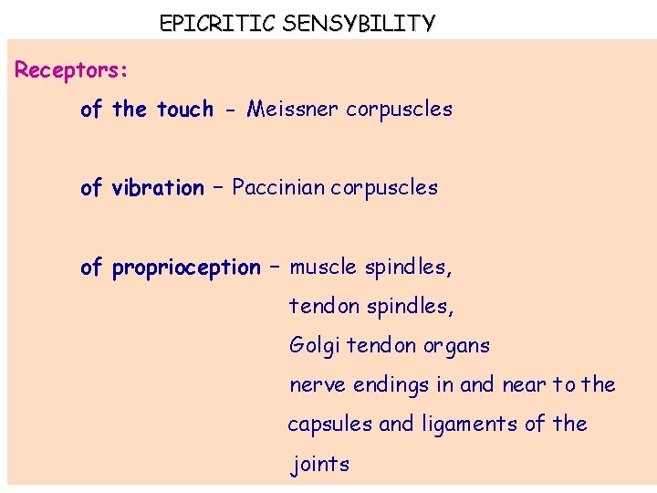 EPICRITIC SENSYBILITY Receptors: of the touch - Meissner corpuscles of vibration – Paccinian corpuscles