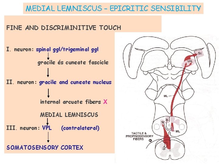 MEDIAL LEMNISCUS – EPICRITIC SENSIBILITY FINE AND DISCRIMINITIVE TOUCH I. neuron: spinal ggl/trigeminal ggl
