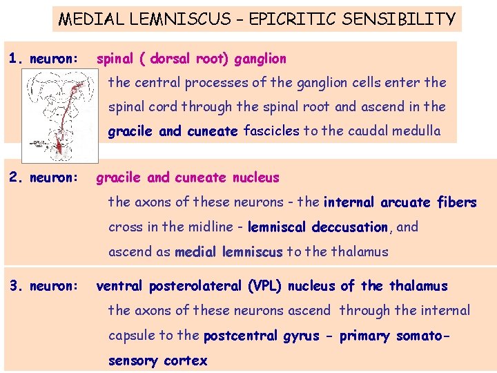 MEDIAL LEMNISCUS – EPICRITIC SENSIBILITY 1. neuron: spinal ( dorsal root) ganglion the central