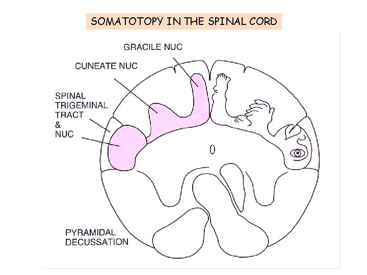SOMATOTOPY IN THE SPINAL CORD 